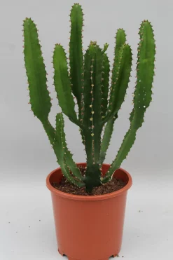 Online ohgreen Euphorbia triangularis