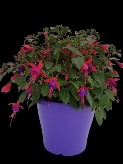 Discount ohgreen Fuchsia staand p19 h20