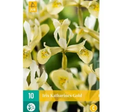 Best ohgreen Iris reticulata Katherine's Gold