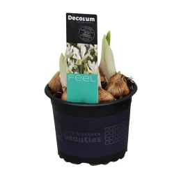 Discount ohgreen Iris reticulata Louise