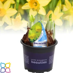 Clearance ohgreen Narcis 'tete a tete'